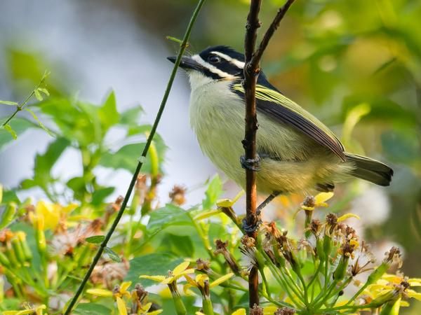 <h3>Pogoniulus bilineatus / Yellow‑rumped tinkerbird / Geelstuitketellapper</h3>OM-1 Mark II with OLYMPUS M.300mm F4.0, 1/2000 sec at F4.0, ISO 4000, distance 8.06 m